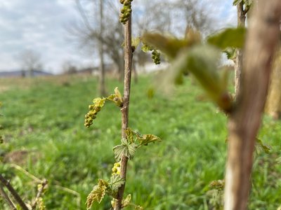 Порічки, бруньки, весна Порічки, бруньки, весна