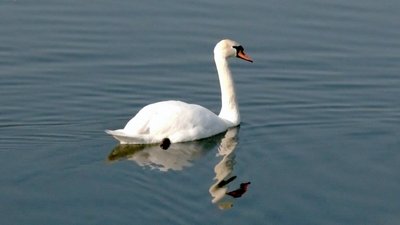 У Кропивницькому зимує пара лебедів У Кропивницькому зимує пара лебедів