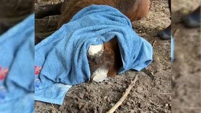 Оленю Борису з Рівненщини спиляли роги та провели лікування. Подробиці Оленю Борису з Рівненщини спиляли роги та провели лікування. Подробиці