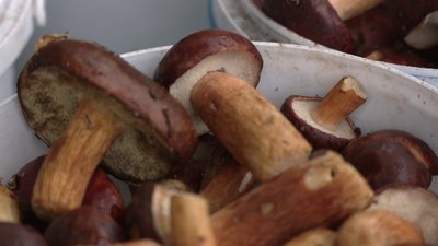 Гриби на Рівненщині Гриби на Рівненщині