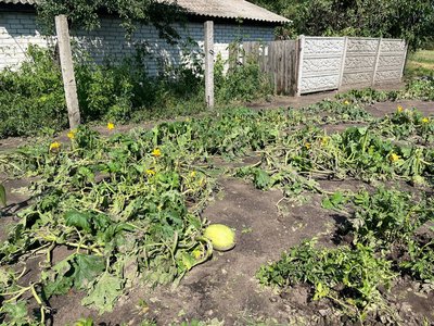 Пошкоджена городина, електроопори та дахи будинків: жителі громади на Черкащині показали наслідки негоди Пошкоджена городина, електроопори та дахи будинків: жителі громади на Черкащині показали наслідки негоди