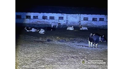 Внаслідок удару БпЛА РФ по фермерському господарству у Чернігівському районі загинула худоба Внаслідок удару БпЛА РФ по фермерському господарству у Чернігівському районі загинула худоба