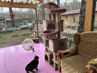 "Таємний Санта для безпритульних тварин": волинські активісти збирають корм для собак і котів "Таємний Санта для безпритульних тварин": волинські активісти збирають корм для собак і котів