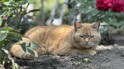 Кішка Соня біля троянд у селі Рубці Лиманська громада Донецька область 6 червня 2025 рік Кішка Соня біля троянд у селі Рубці Лиманська громада Донецька область 6 червня 2025 рік