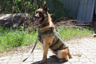 Херсонщина, поліція, кінологи, службові собаки Херсонщина, поліція, кінологи, службові собаки