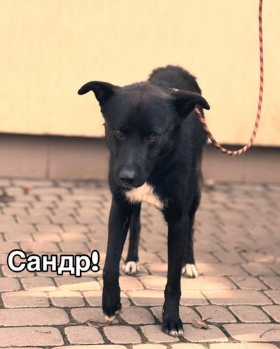 Сандр Сандр