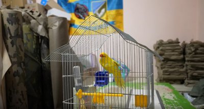 “Вона в нас самостійна пташка”: як папугу Ніку врятували після вибуху ракети у Сумах “Вона в нас самостійна пташка”: як папугу Ніку врятували після вибуху ракети у Сумах