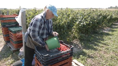 "Ціна вища, ніж минулого року": урожай малини на Вінниччині "Ціна вища, ніж минулого року": урожай малини на Вінниччині