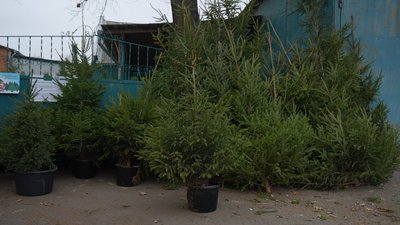 Де на Сумщині придбати ялинку та які ціни Де на Сумщині придбати ялинку та які ціни