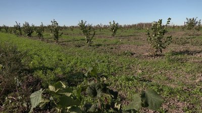 Фундук на Рівненщині: садівники освоюють нову нішу агробізнесу Фундук на Рівненщині: садівники освоюють нову нішу агробізнесу