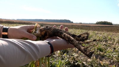 «Недостатньо сировини»: як вирощують хрін на Вінниччині та чому виробники просять фермерів збільшити площі посіву