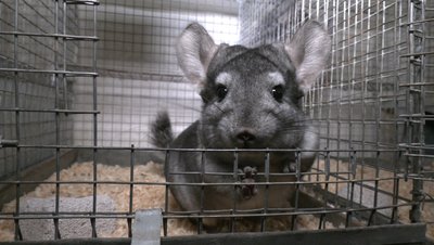 Купити клітку для шиншили, клітка для шиншили, шиншила ціна, шиншила фото Купити клітку для шиншили, клітка для шиншили, шиншила ціна, шиншила фото
