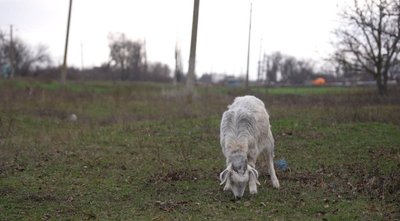 "У нас тут залишилося 3 родини": як живуть місцеві мешканці майже порожнього села Кошове на межі Дніпропетровщини "У нас тут залишилося 3 родини": як живуть місцеві мешканці майже порожнього села Кошове на межі Дніпропетровщини