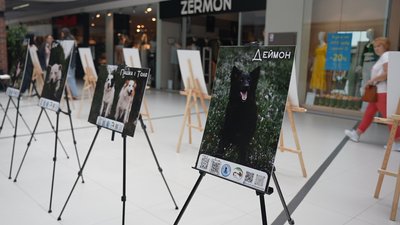 Сумські зоозахисники показали підопічних собак на фотовиставці Сумські зоозахисники показали підопічних собак на фотовиставці