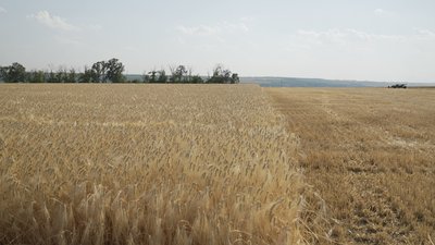 На Вінниччині агрофірма "Ольгопіль" за 4 дні зібрала понад 80% ячменю На Вінниччині агрофірма "Ольгопіль" за 4 дні зібрала понад 80% ячменю