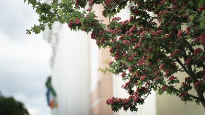 Як у Здолбунові розцвів глід. Фоторепортаж Як у Здолбунові розцвів глід. Фоторепортаж