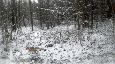 Тварини у новинах: яким був 2025 рік для чотирилапих на Житомирщині Тварини у новинах: яким був 2025 рік для чотирилапих на Житомирщині
