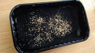 У Кропивницькому школярі вирощують мікрозелень, продають й передають гроші ЗСУ У Кропивницькому школярі вирощують мікрозелень, продають й передають гроші ЗСУ