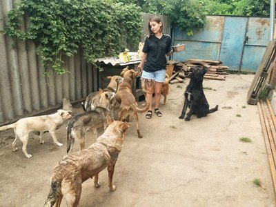 Жителька Знам’янки Кіровоградської області прихистила 37 котів з Донеччини Жителька Знам’янки Кіровоградської області прихистила 37 котів з Донеччини