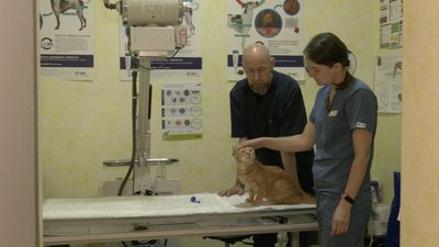 "Він мені не потрібен": історія кота із вірусом імунодефіциту "Він мені не потрібен": історія кота із вірусом імунодефіциту