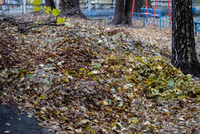 Осінній місячник із благоустрою: перевірили стан чистоти Печерського і Дарницького районів Осінній місячник із благоустрою: перевірили стан чистоти Печерського і Дарницького районів