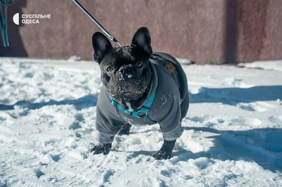 Одеса сонячна та засніжена: який вигляд має місто після негоди. Фоторепортаж Одеса сонячна та засніжена: який вигляд має місто після негоди. Фоторепортаж