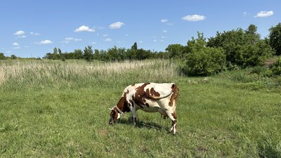 Корова пасеться на лузі село Калинівка Удачненська громада Донецька область 11 червня 2025 рік Корова пасеться на лузі село Калинівка Удачненська громада Донецька область 11 червня 2025 рік