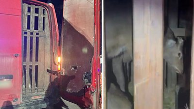Перевозив дев'ять оленів, один був мертвий: у Києві затримали жителя Рівненщини Перевозив дев'ять оленів, один був мертвий: у Києві затримали жителя Рівненщини