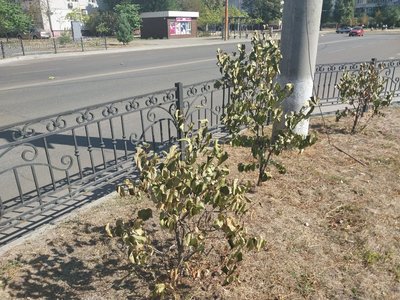 Жителі Сум скаржаться на відсутність догляду за зеленими насадженнями Жителі Сум скаржаться на відсутність догляду за зеленими насадженнями