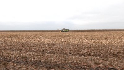 На Черкащині через погодні умови затримується збір кукурудзи На Черкащині через погодні умови затримується збір кукурудзи