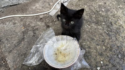 Кіт біля тарілки з їжею Олександрівка Лиманська громада Донецька область 20 червня 2025 рік Кіт біля тарілки з їжею Олександрівка Лиманська громада Донецька область 20 червня 2025 рік