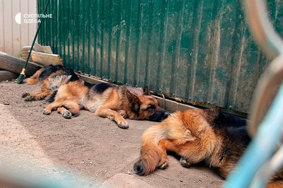 "Ти заносиш трьох собак — і твоєї машини вже немає": до Одеси евакуювали тварин із затопленого Херсона "Ти заносиш трьох собак — і твоєї машини вже немає": до Одеси евакуювали тварин із затопленого Херсона