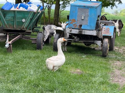 гусак, коза, сільське подвір'я гусак, коза, сільське подвір'я