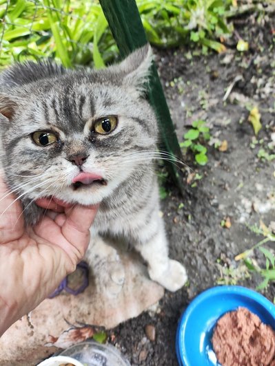 43 коти, щоденне лікування та пошук родин: як працює одеський притулок тварин з інвалідністю