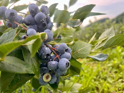Лохина купити Лохина купити