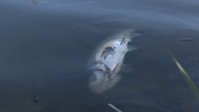 Загинула риба в річці Стрипа Козівська громада Загинула риба в річці Стрипа Козівська громада