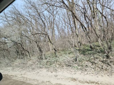 Кримський ліс Кримський ліс