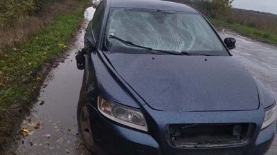 ДТП, лось, аварія, ДТП з лосем ДТП, лось, аварія, ДТП з лосем