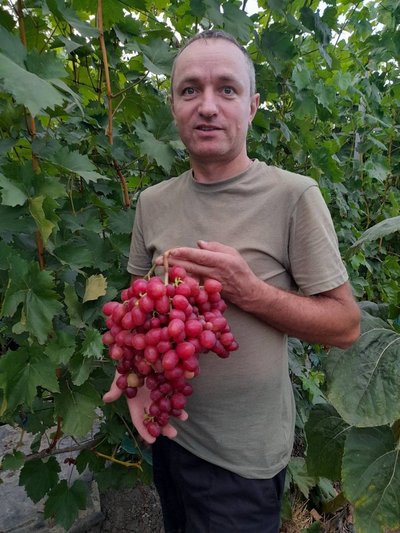 Понад 120 гібридних форм винограду вирощує пенсіонер поліції з Хмельниччини Понад 120 гібридних форм винограду вирощує пенсіонер поліції з Хмельниччини
