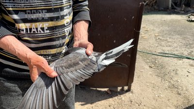 Сергій показує голуба Торецьке Донецька область 5 травня 2025 рік Сергій показує голуба Торецьке Донецька область 5 травня 2025 рік