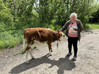 “Корів шкода, як їх кинути”: як живе жінка у розбитій Іванівці на Донеччині “Корів шкода, як їх кинути”: як живе жінка у розбитій Іванівці на Донеччині