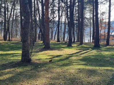 Укуси кліщів: як уникнути небезпечних захворювань та що робити при виявленні кліща, розповіли житомирські медики
