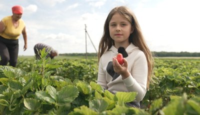Анастасія Баранчук, полуниці, поле з полуницями Анастасія Баранчук, полуниці, поле з полуницями