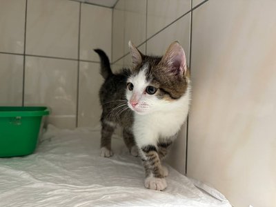 Місяць не могли евакуювати: до Черкас привезли вісьмох котів з Краматорська Місяць не могли евакуювати: до Черкас привезли вісьмох котів з Краматорська