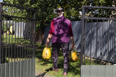 «Буде якісний продукт, то й копійка буде»: як на Волині заробляють на гарбузах «Буде якісний продукт, то й копійка буде»: як на Волині заробляють на гарбузах