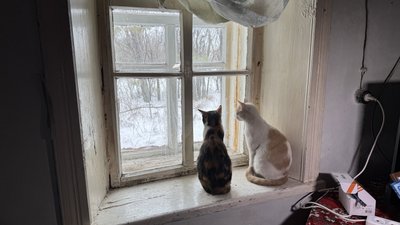 Коти дивляться у вікно на підвіконні Дніпропетровська область 23 січня 2026 рік Коти дивляться у вікно на підвіконні Дніпропетровська область 23 січня 2026 рік