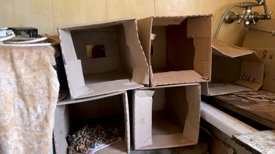«Вони мене тримають на світі»: 77-річна чернігівка прихистила 17 котів та п'ять собак