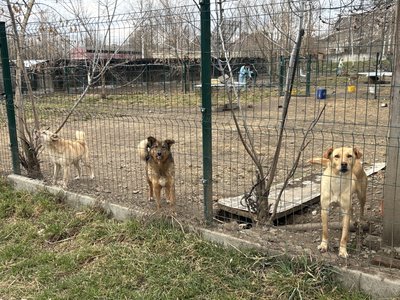 Притулок "Дім Сірка", собаки, тварини Притулок "Дім Сірка", собаки, тварини