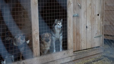 Мешкає майже 1000 тварин: притулок у Дніпрі приймає чотирилапих з прифронтових територій. Історії собак з Мирнограда Мешкає майже 1000 тварин: притулок у Дніпрі приймає чотирилапих з прифронтових територій. Історії собак з Мирнограда