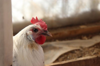 Чому кури взимку не несуться і що робити для їхньої продуктивності: поради науковця Чому кури взимку не несуться і що робити для їхньої продуктивності: поради науковця